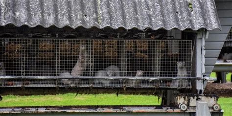 factory farming are troublesome